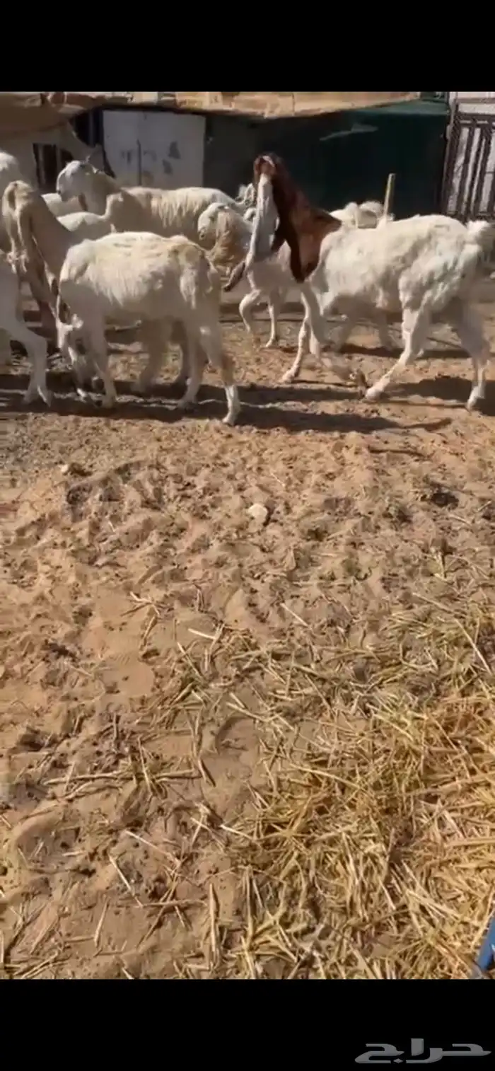 مراح معزه مطورات بيض 2