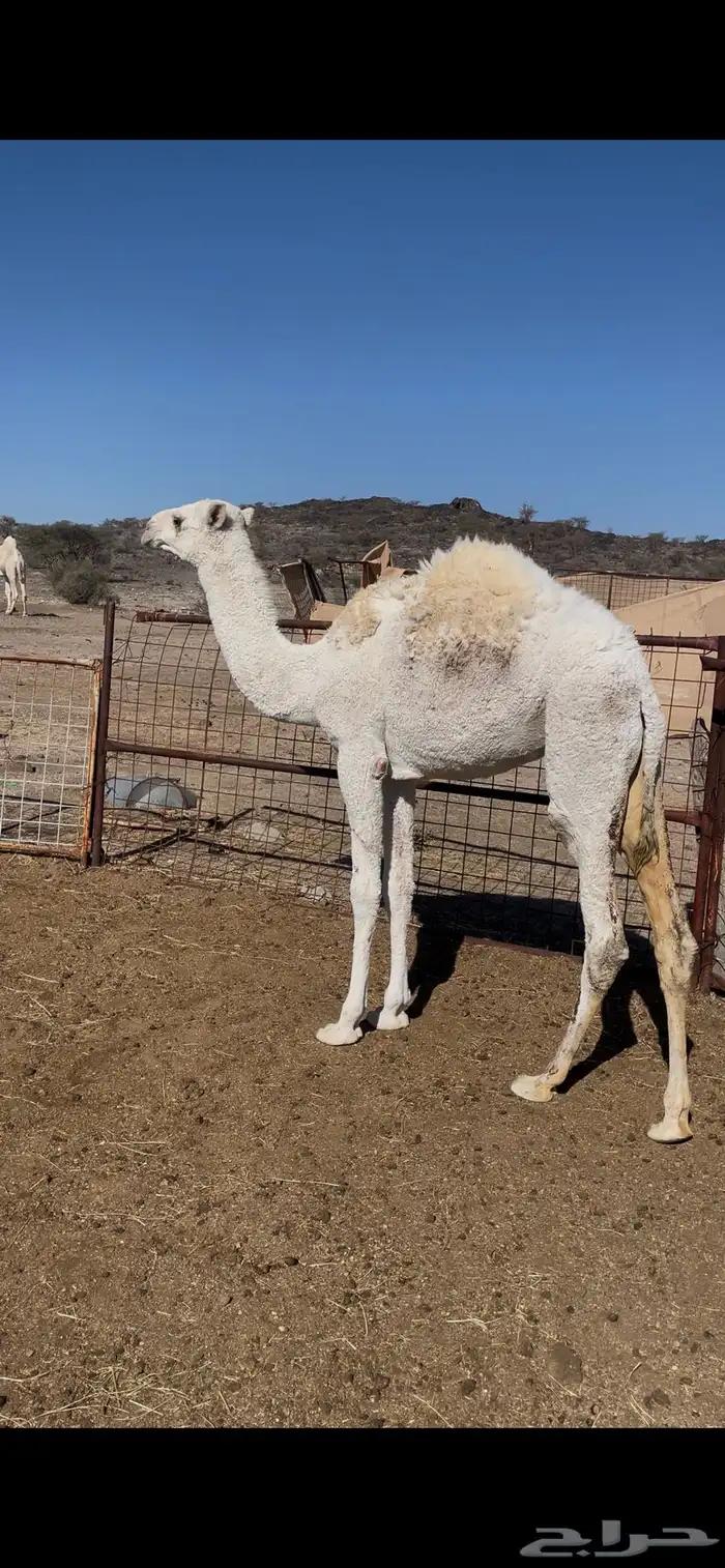 بكره للبيع 0