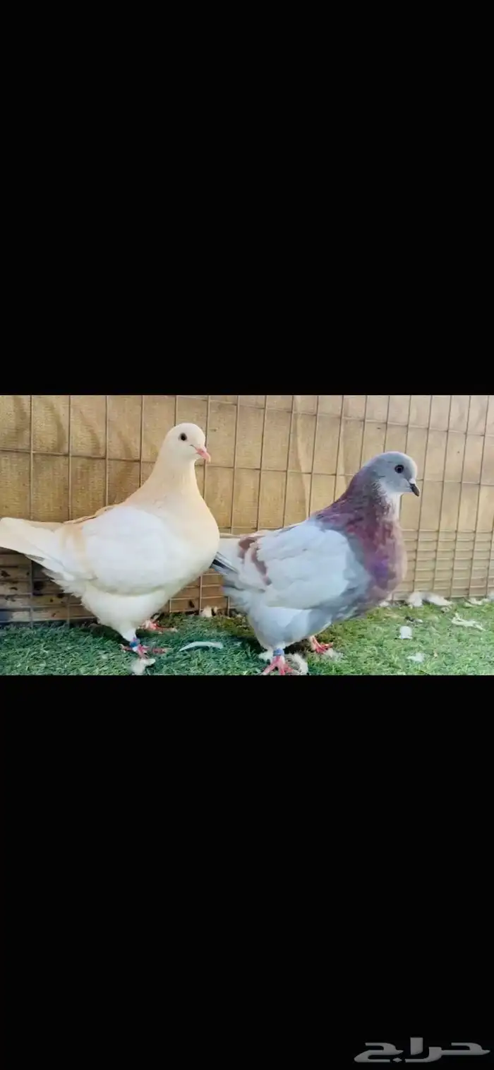 زوج فرش لمن وحامل 0