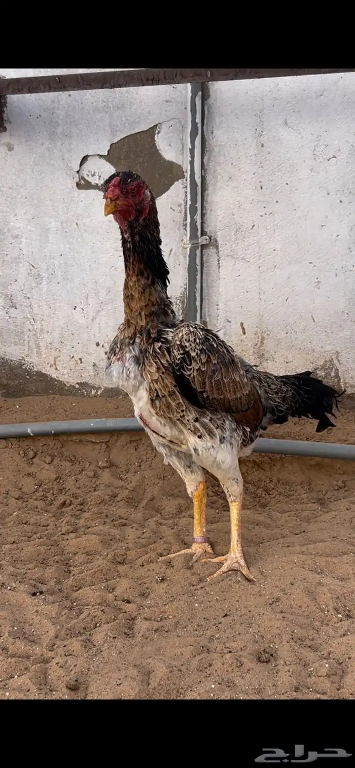 شاموديك ودجاجه 7