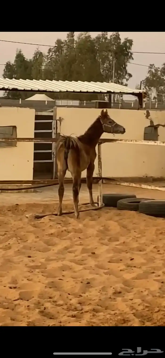 مهره شعبيه شيخه 2