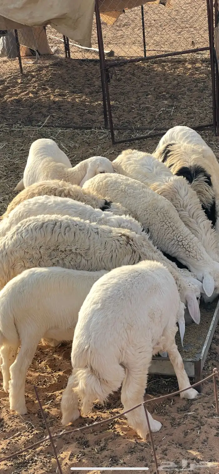 ذبايح بريه 1