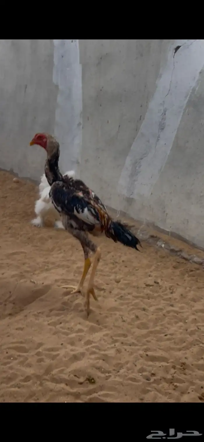 شاموديك ودجاجه 5