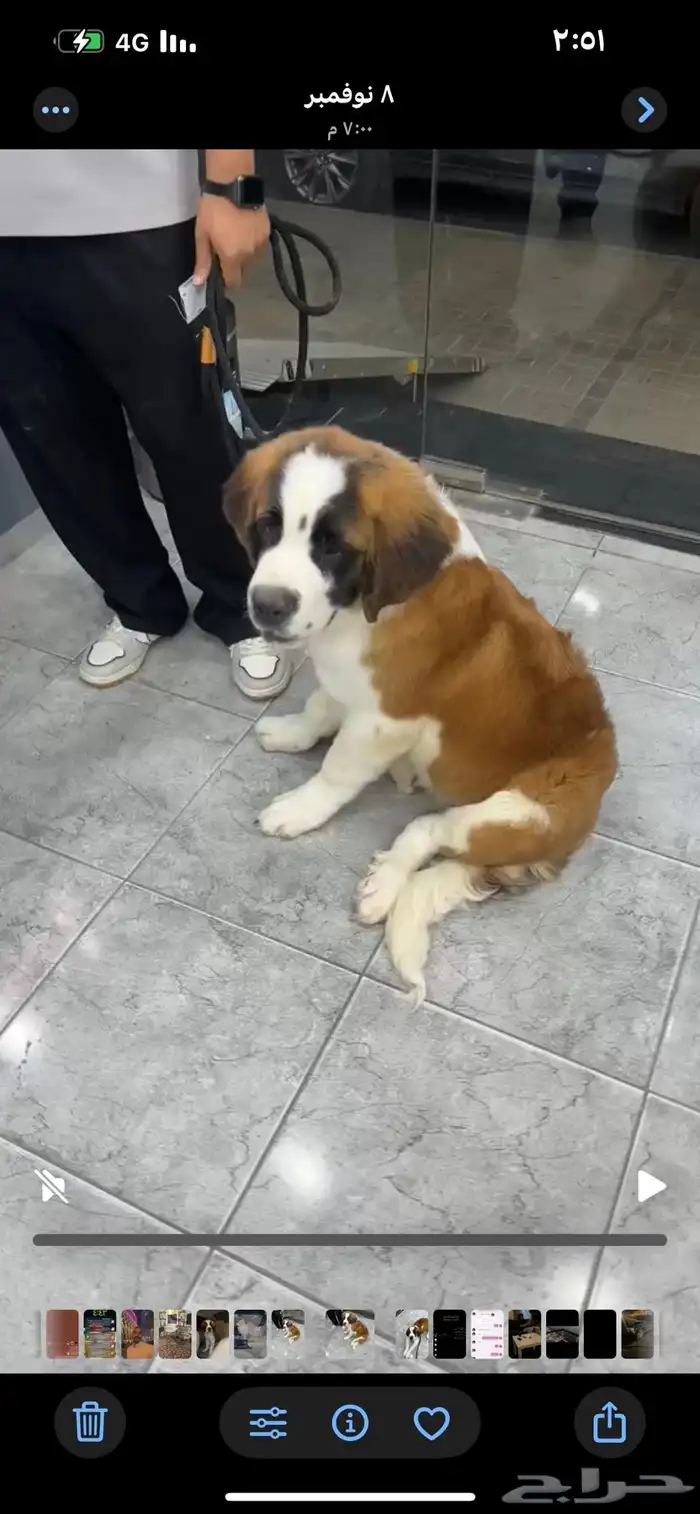 من فصيلت السانت برنادر النادر 1