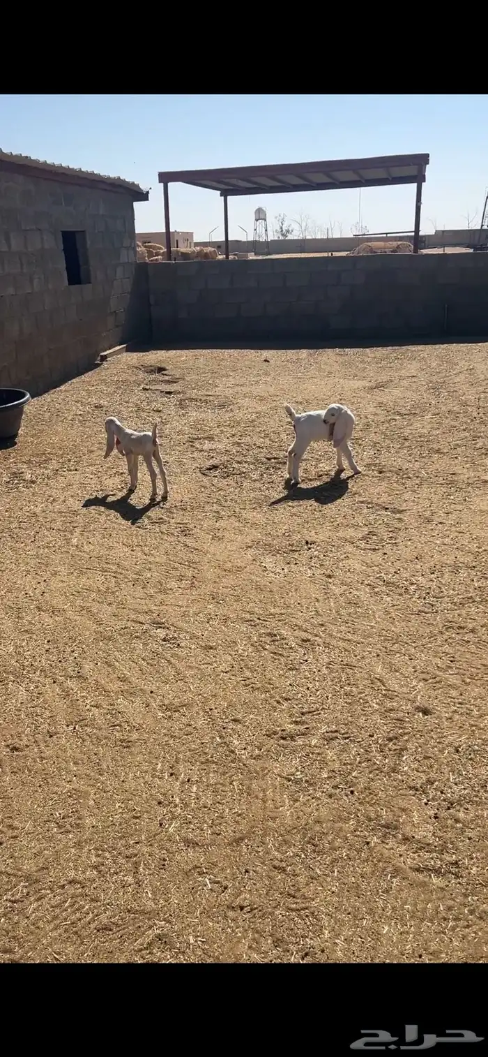 معزا مشاريك 3