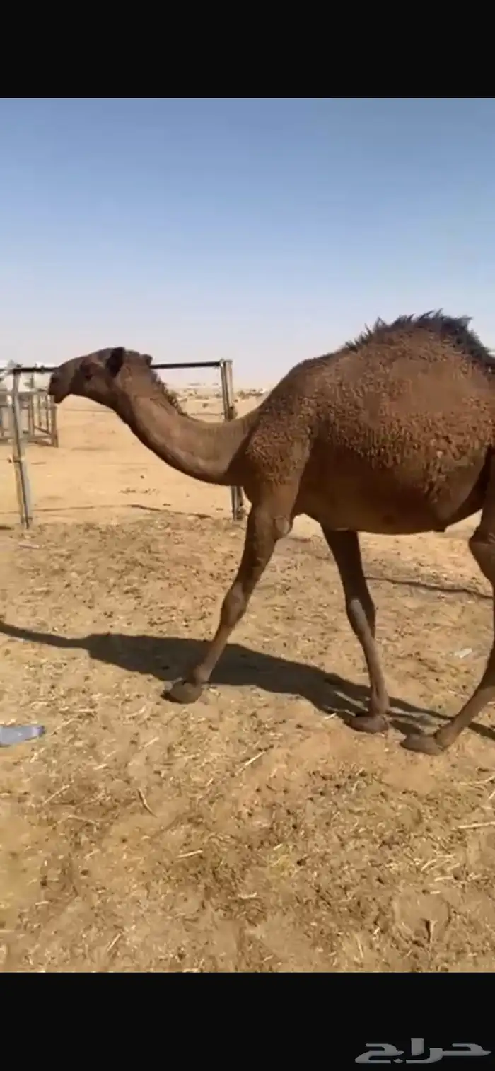 بكره للبيع 1