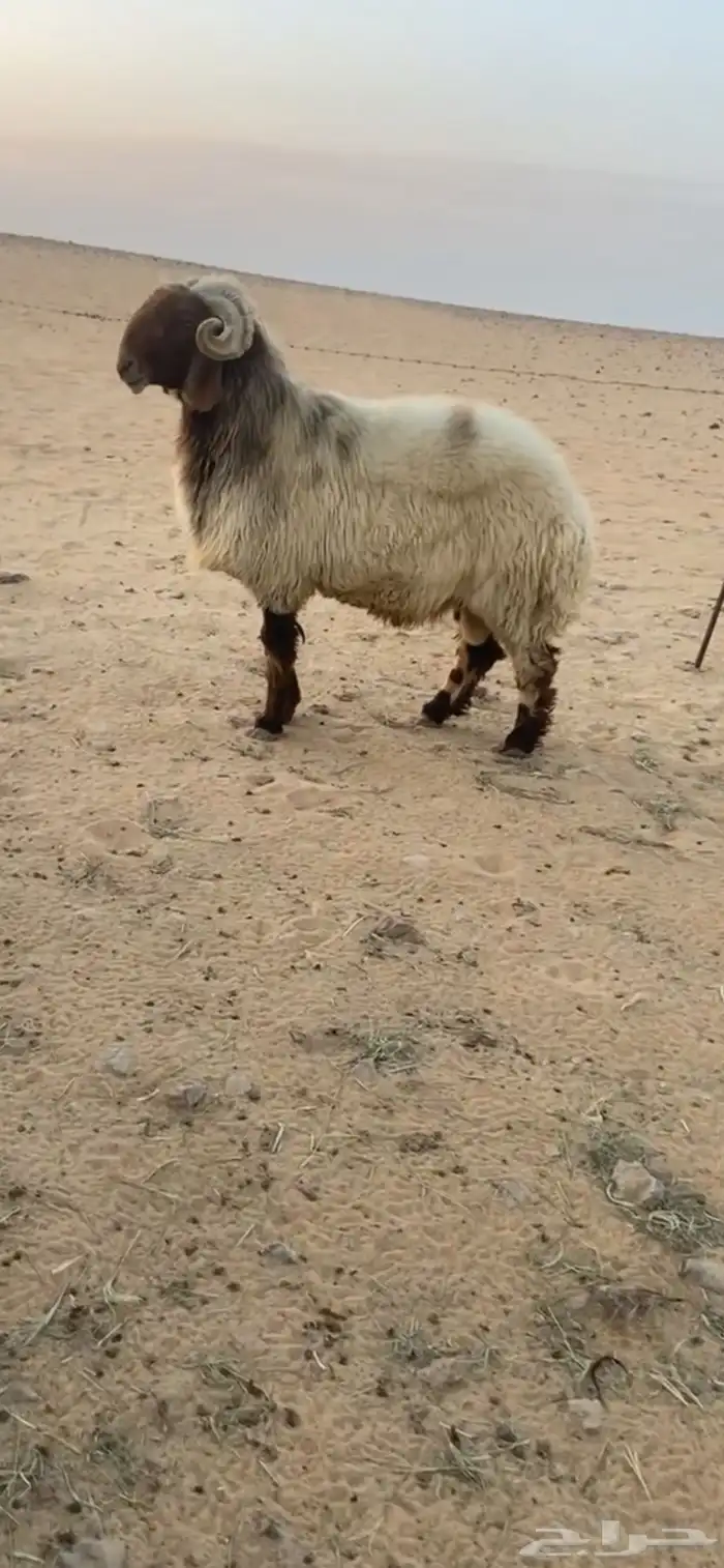 للبيع الفحل النعيمي شرط 0