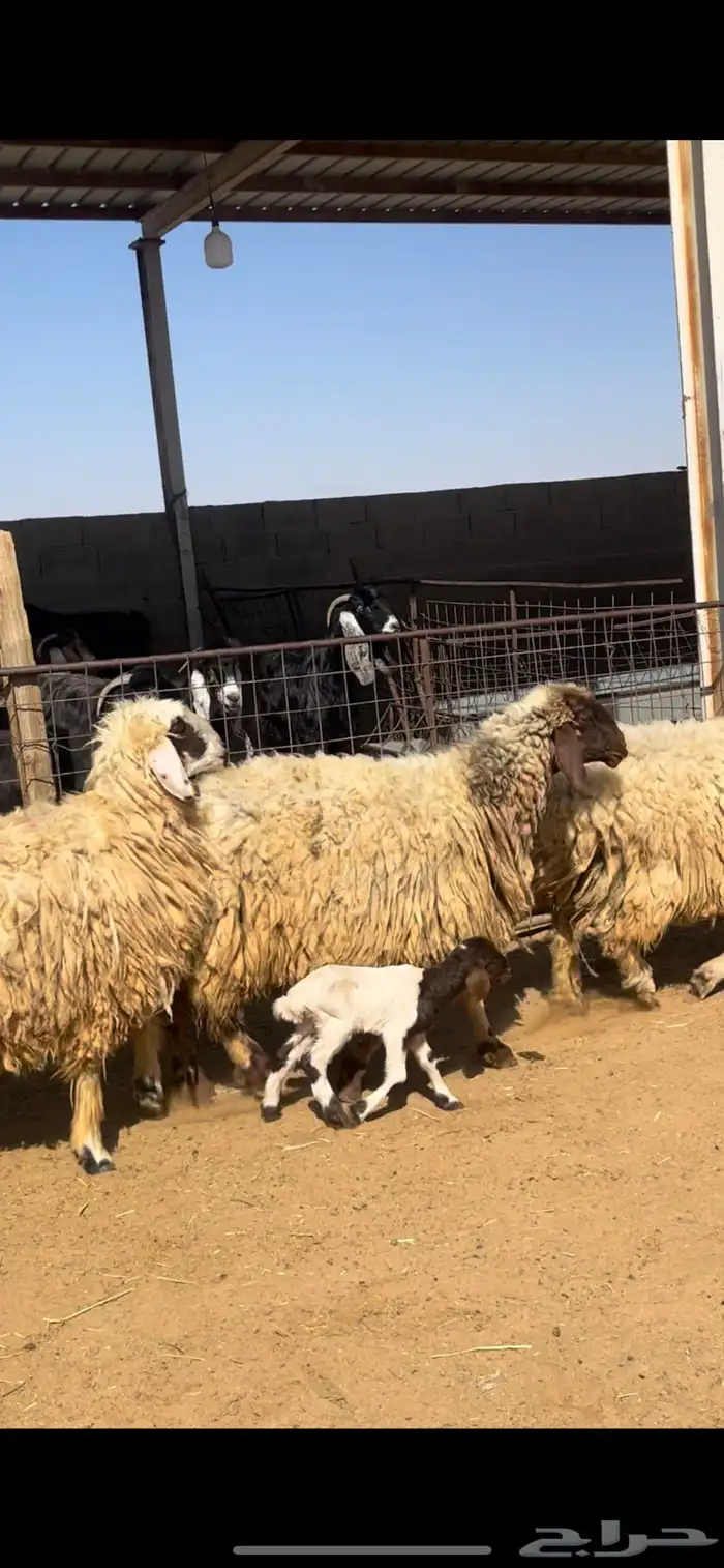 خلفات نعيم 6