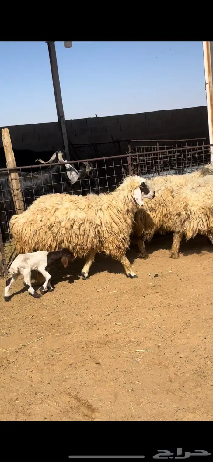 خلفات نعيم 2