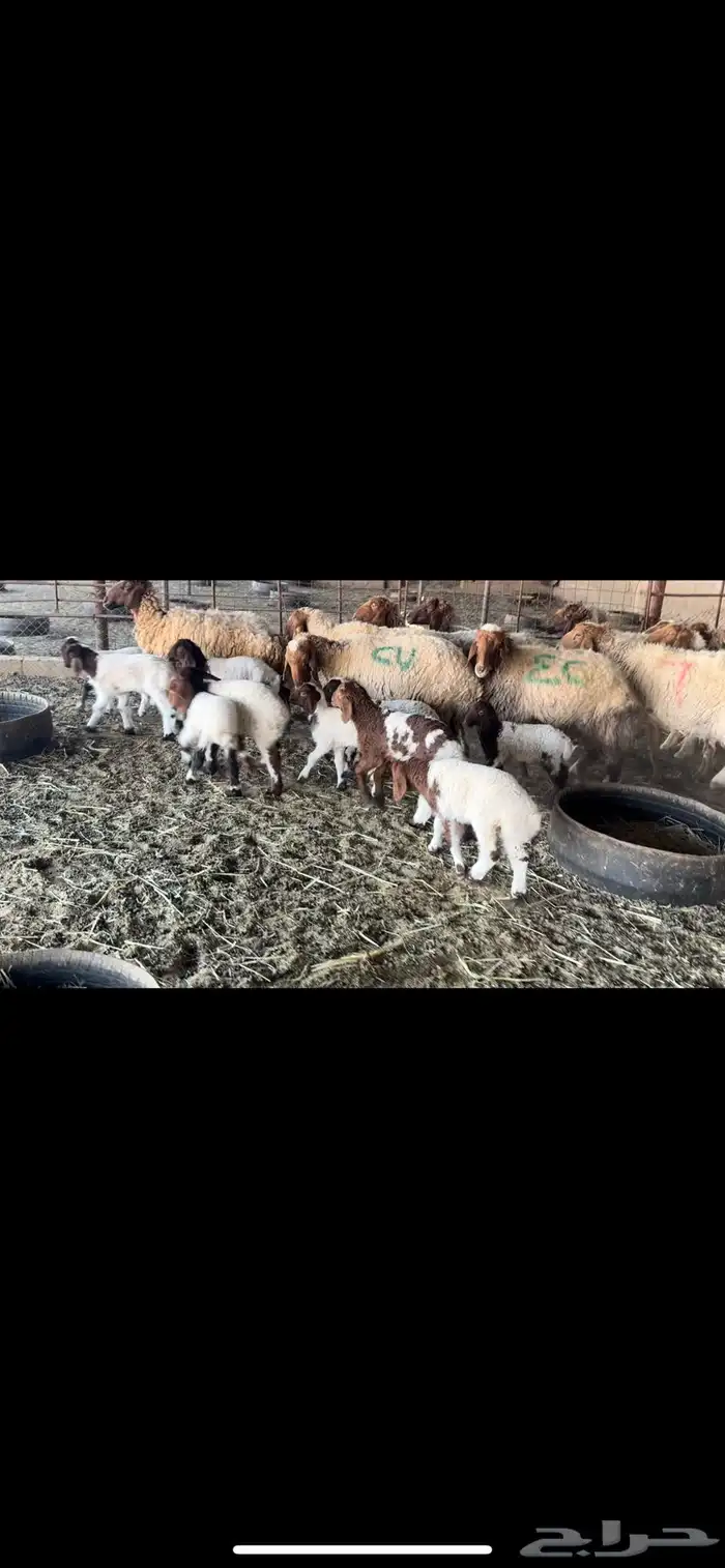 غنم نعيم مطافيل 2
