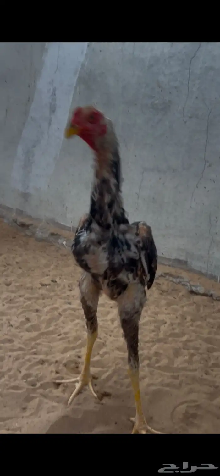 شاموديك ودجاجه 0