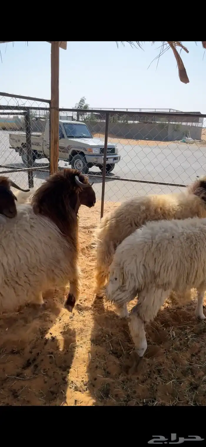 ذبايح ذبائح 1