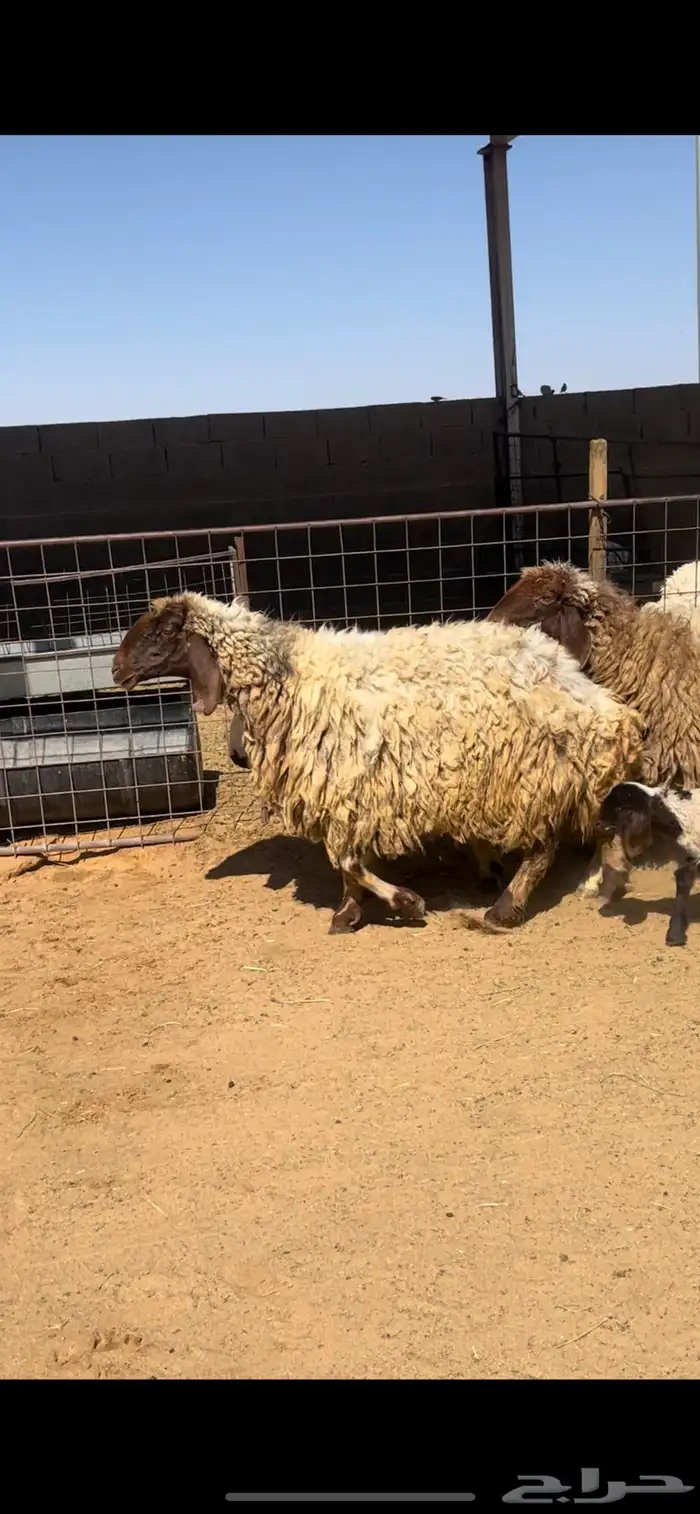 خلفات نعيم 1