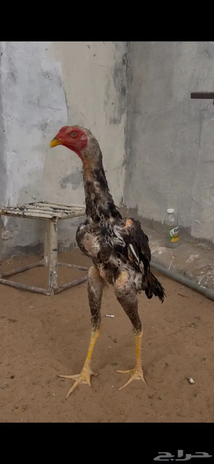 شاموديك ودجاجه 4