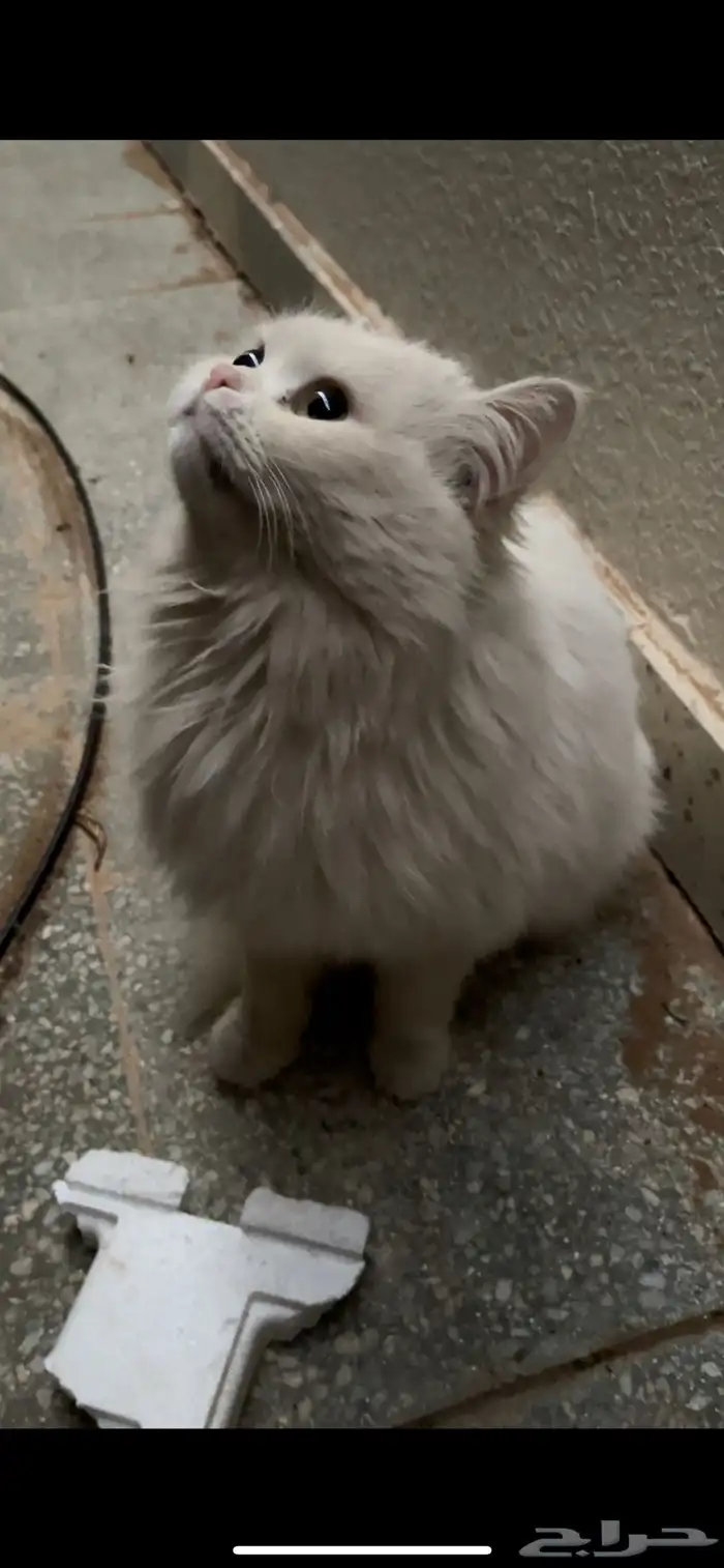 قطة تبني 2