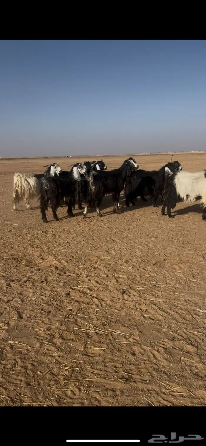 للبيع معزا 1