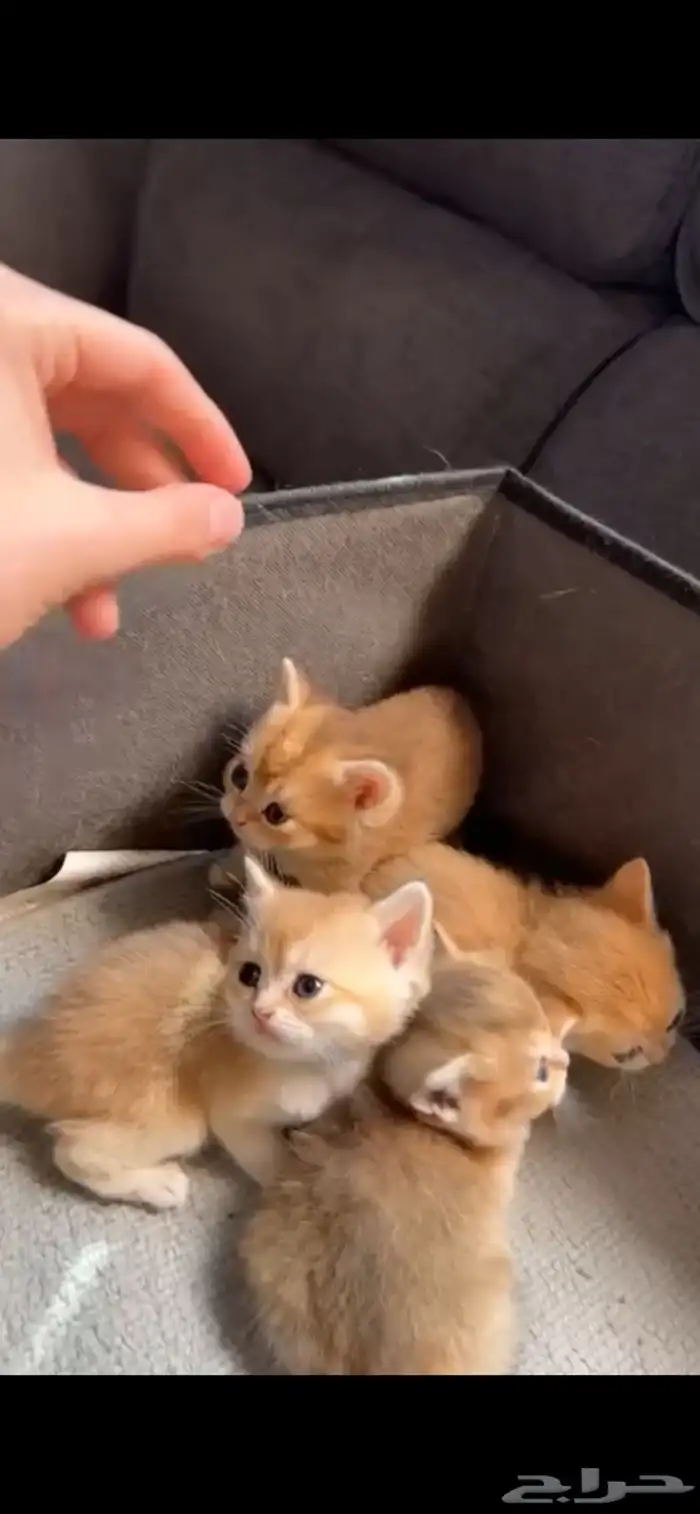 كتن برتش قولد 2