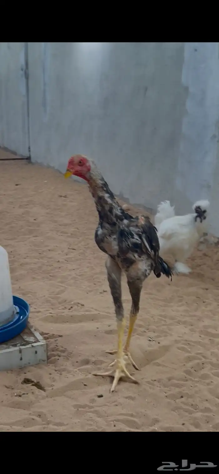 شاموديك ودجاجه 2