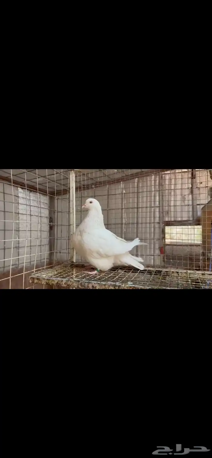 انثى فرش لمن top 0