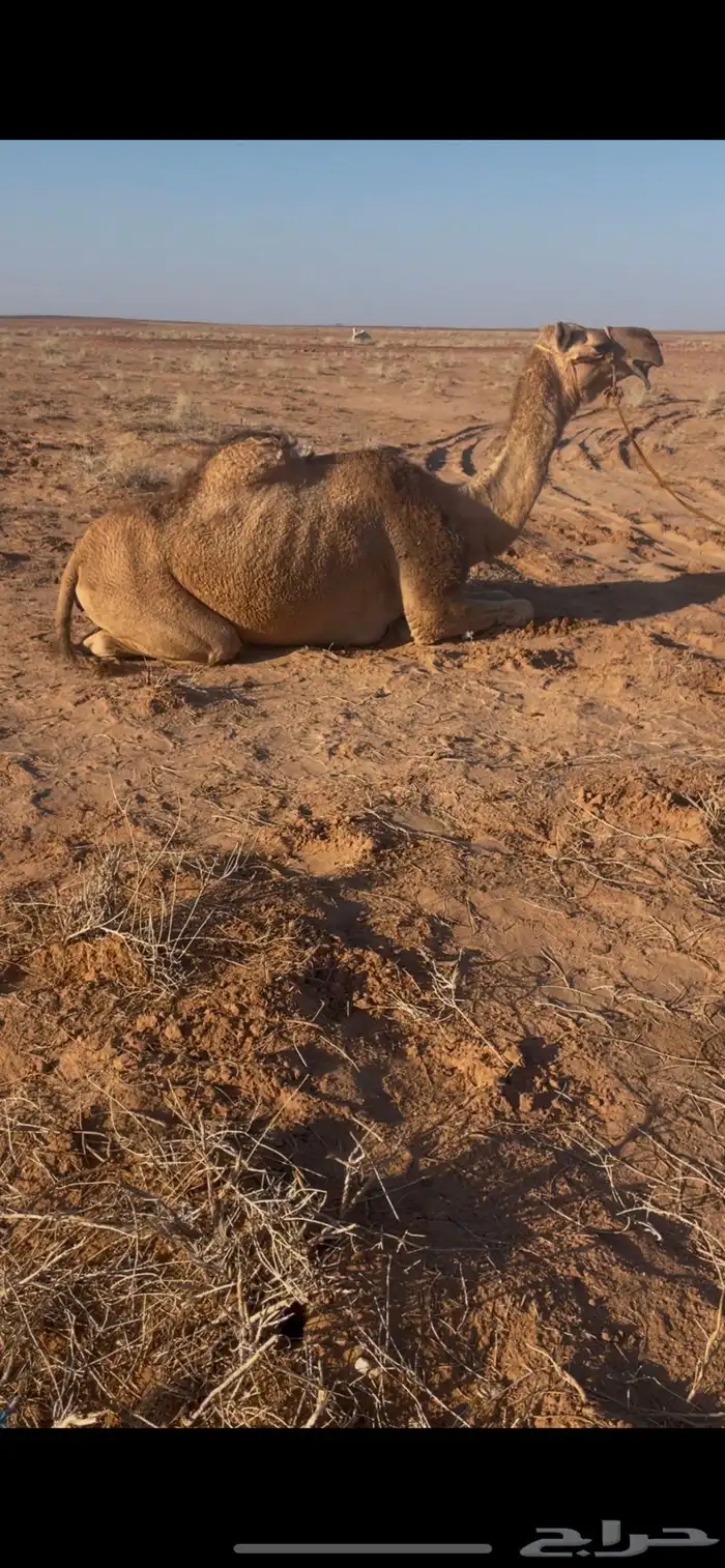 رحول حمرا طوع 1