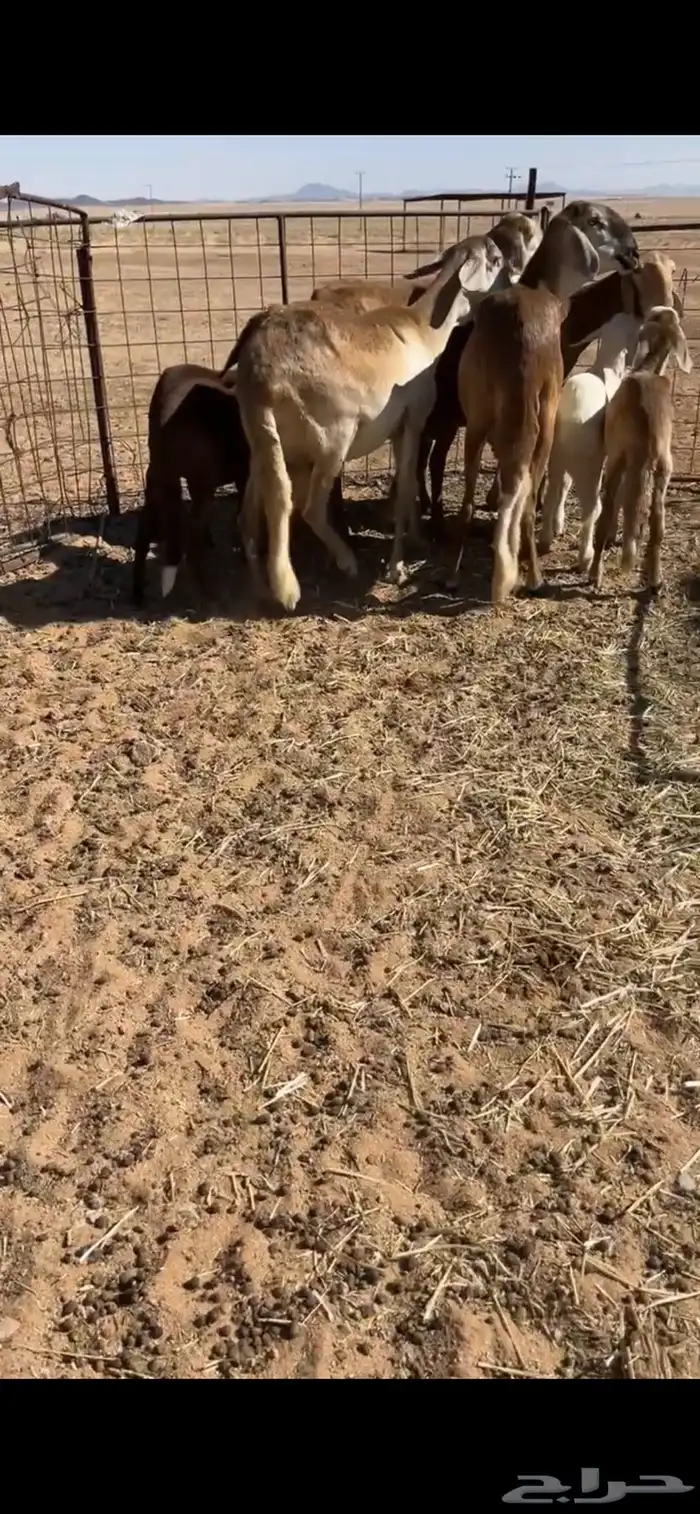 سواكن خلفات 3