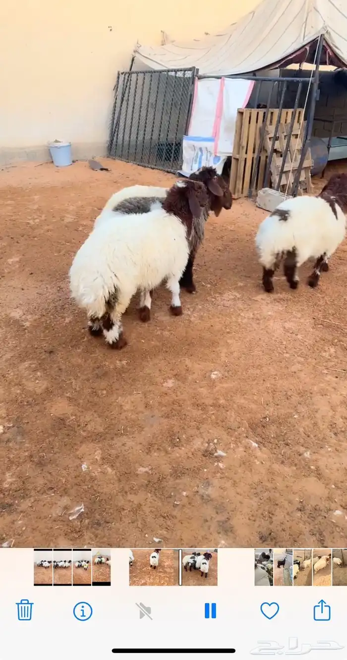 ذبيح نعيم الرياض حي الشفاء أي مكان نوصل فيه ذبح باقي اثنين 0