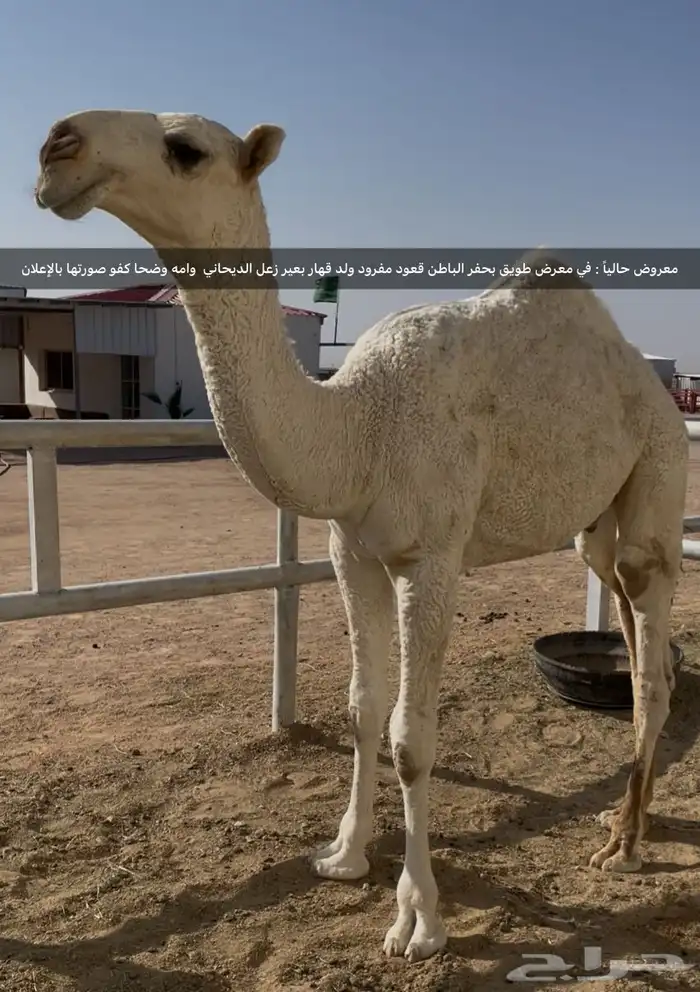 قعود أوضح كفو (مفرود ) 0