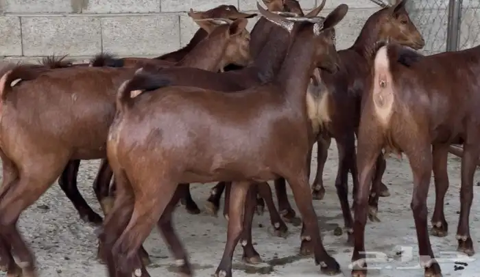 معزا دهم عدد 8 8