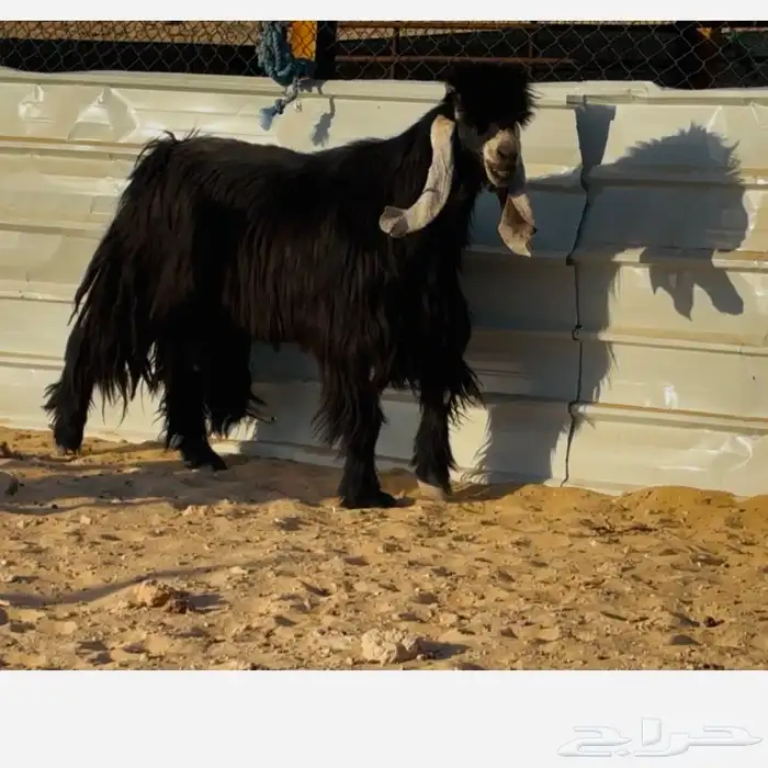 فحل عارضي خصم 1