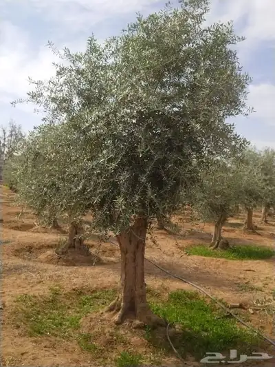 زيتون مثمر نيبالي مثمر مفطن وارض نييالي محسن index