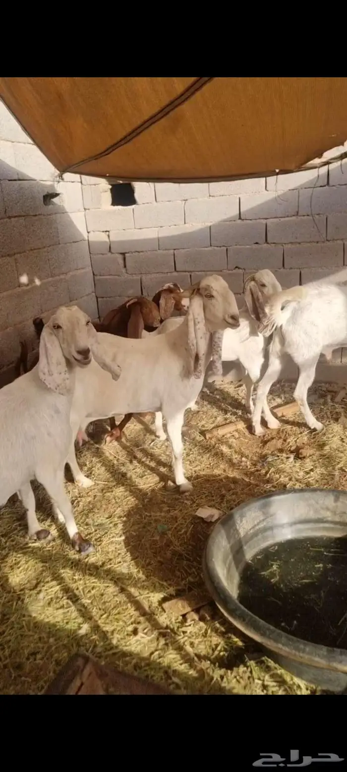 معزا مطورات فاخرره جدا وجروم كفو بالحيل 0