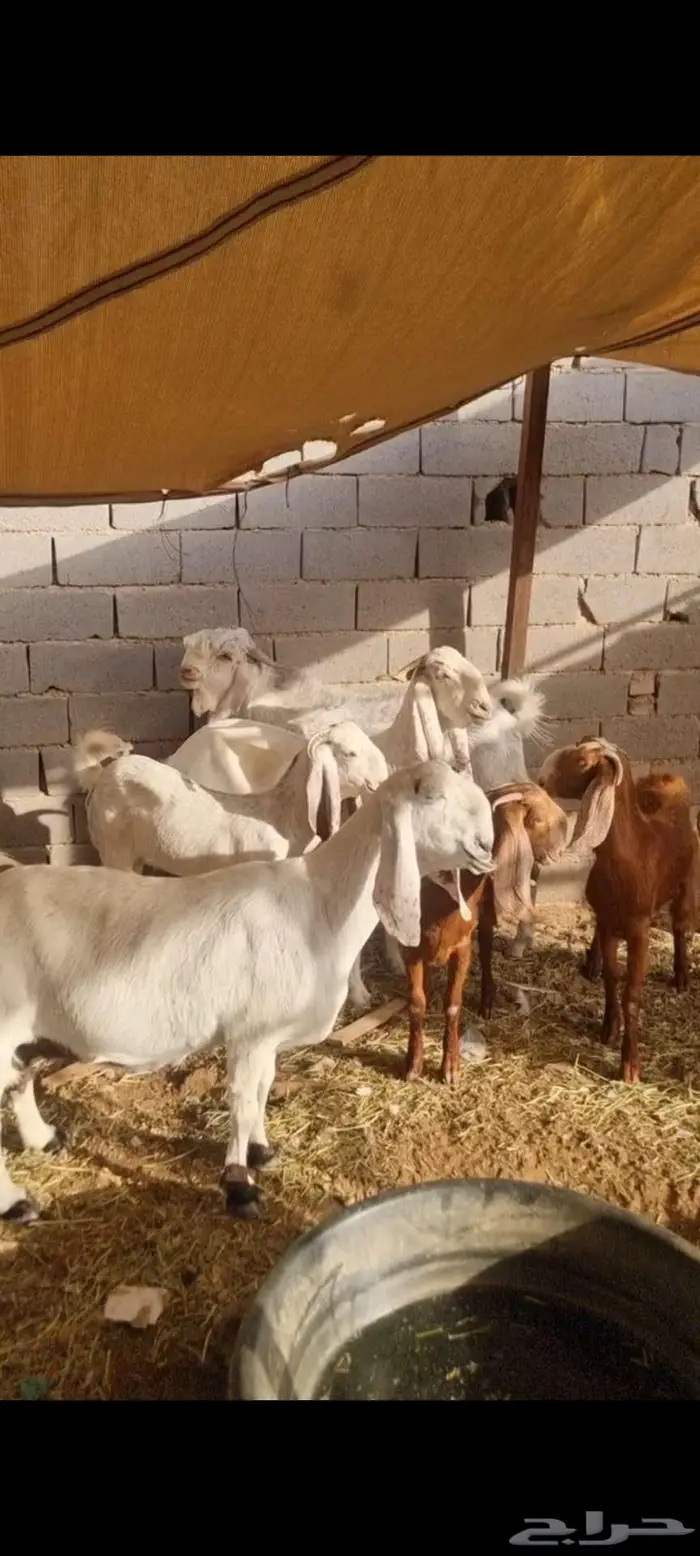 معزا مطورات فاخرره جدا وجروم كفو بالحيل 1