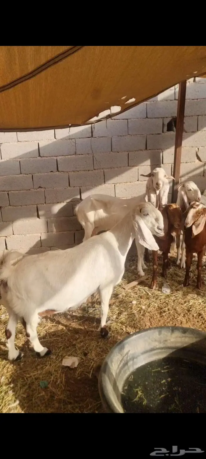 معزا مطورات فاخرره جدا وجروم كفو بالحيل 4