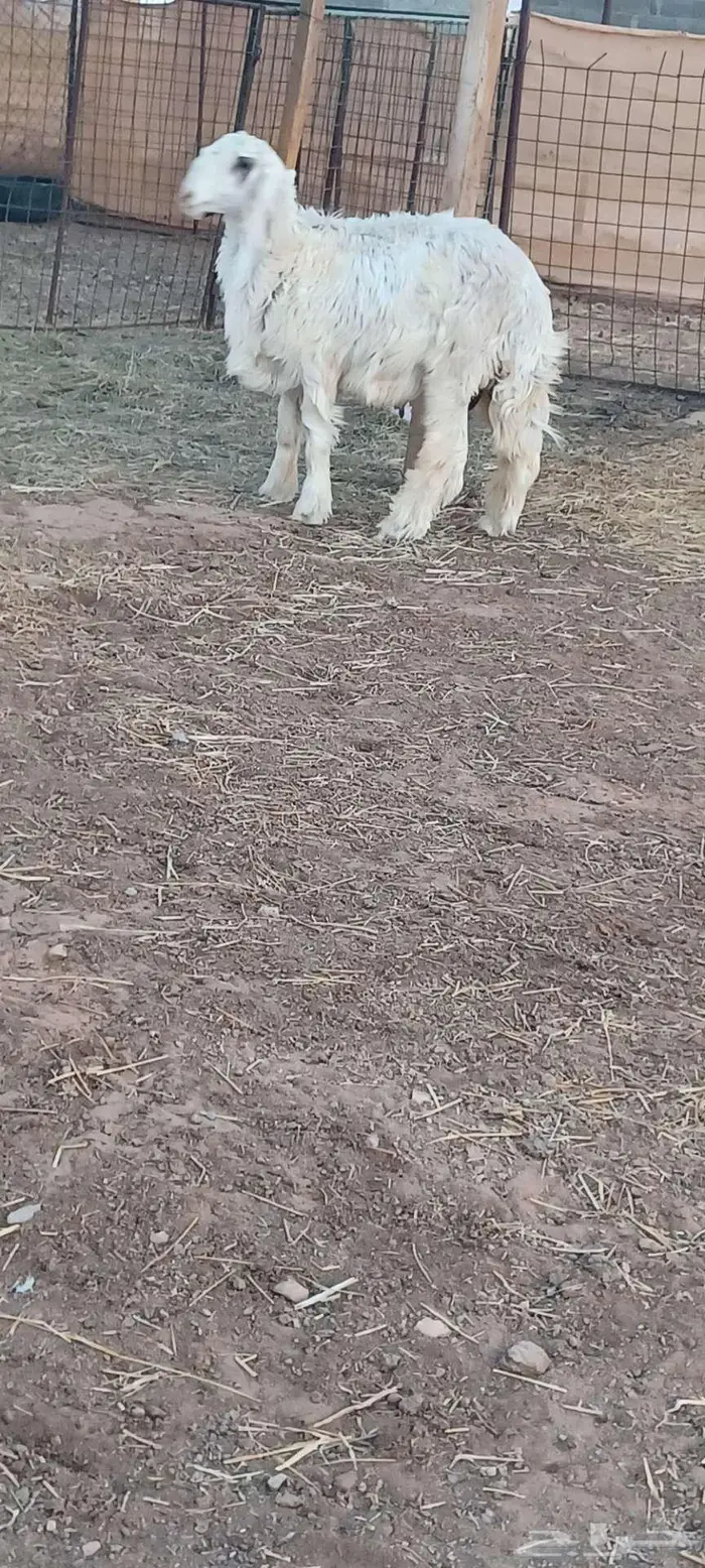 طليان فاخره 0