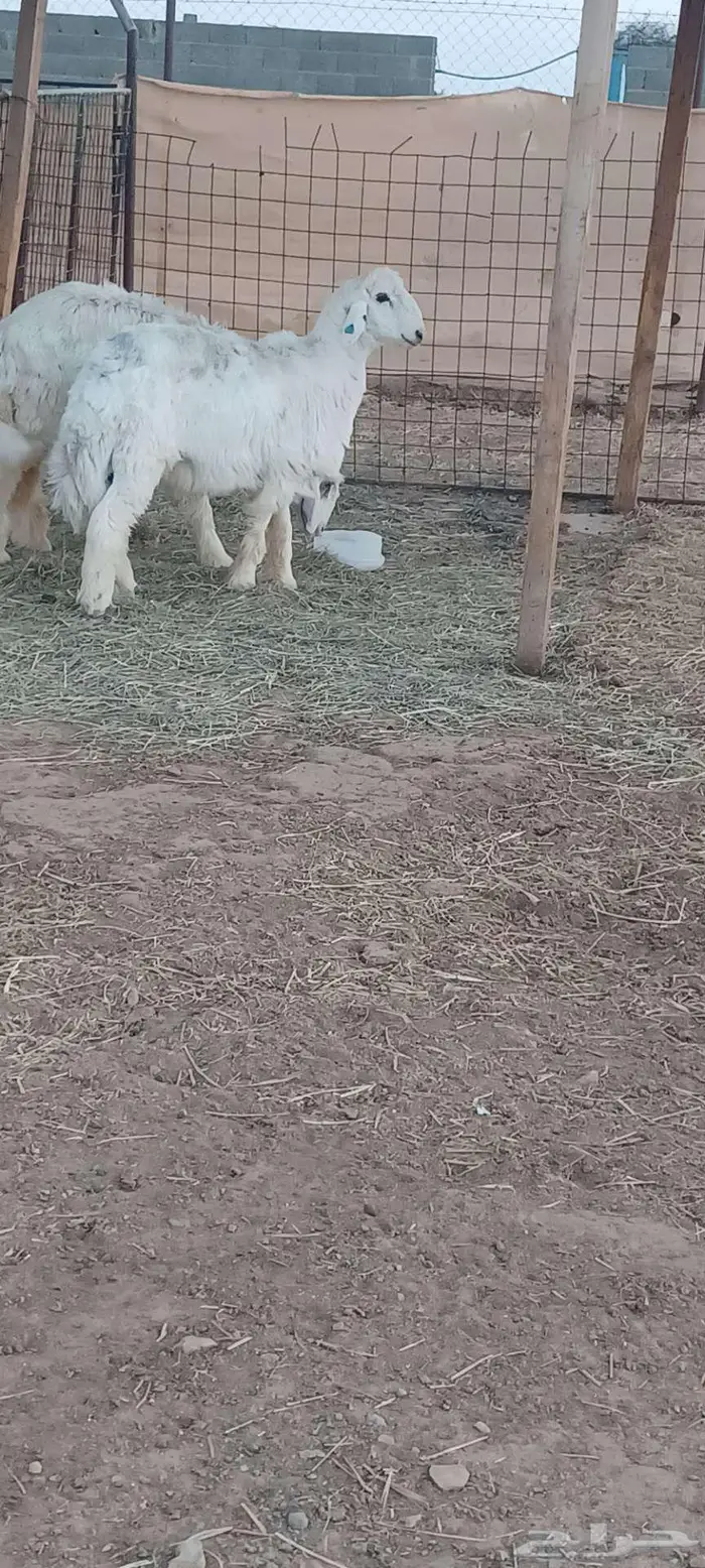 طليان فاخره 1