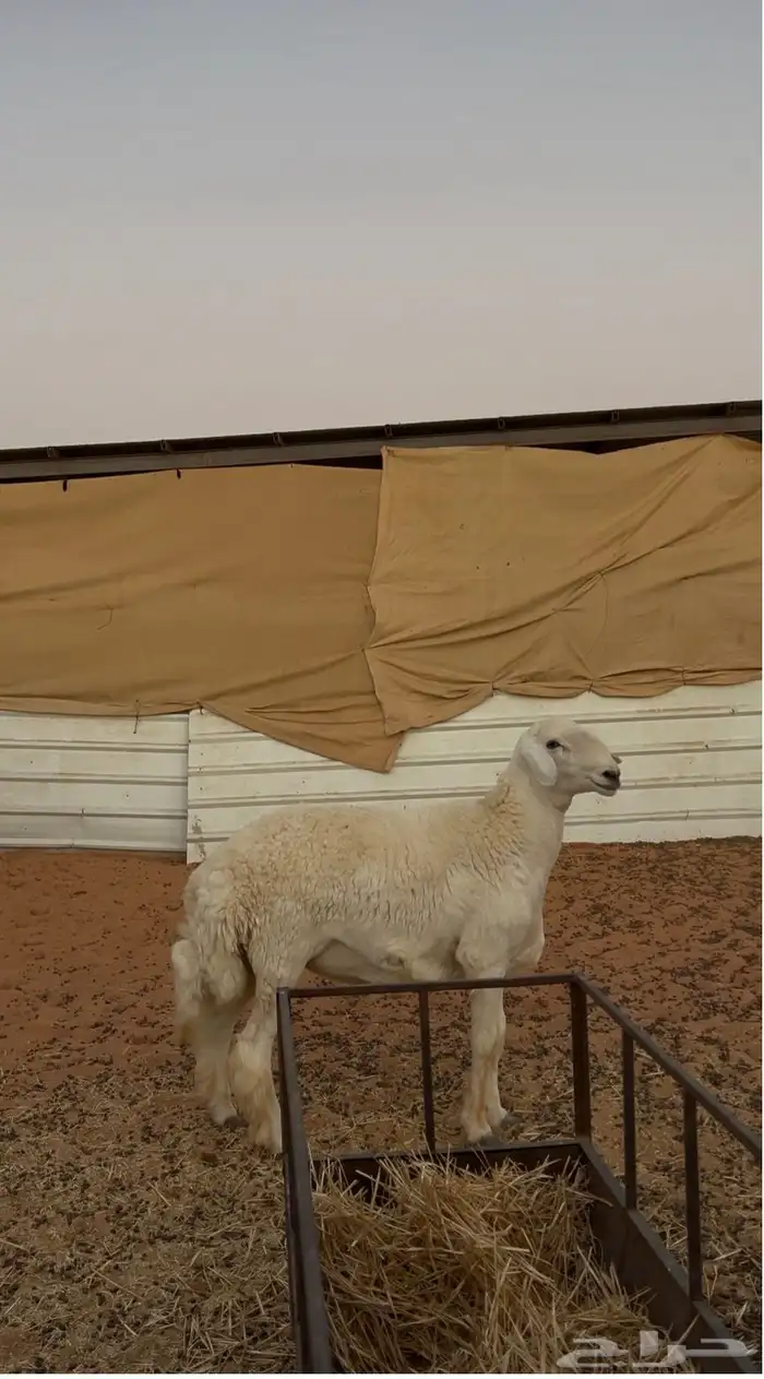 خروف حري جذع مشروط 0