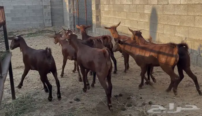 معزا دهم عدد 8 9