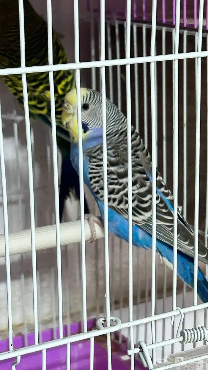 جوز بادجي للبيع مع القفص بدون بياضه 0