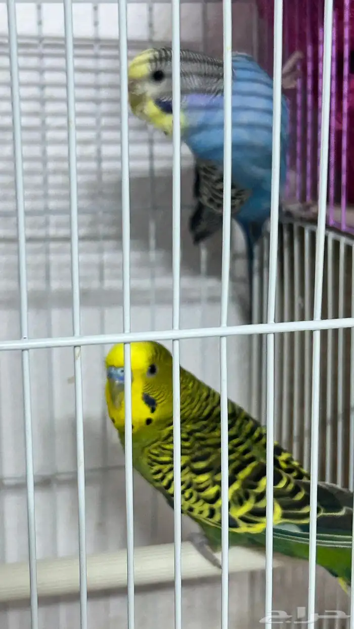 جوز بادجي للبيع مع القفص بدون بياضه 2