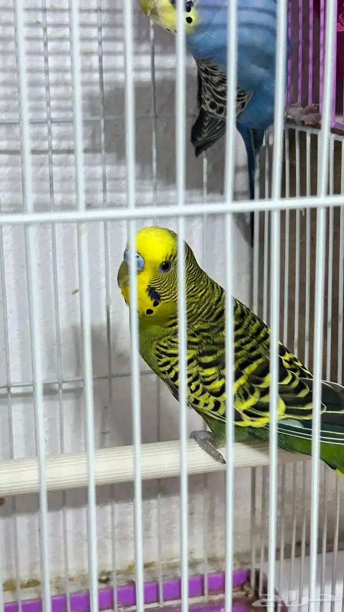 جوز بادجي للبيع مع القفص بدون بياضه 3