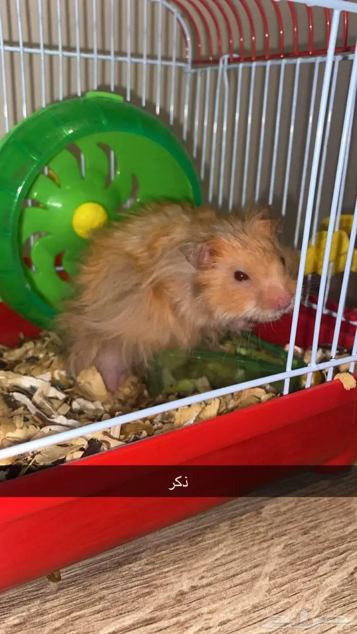 هامستر 1