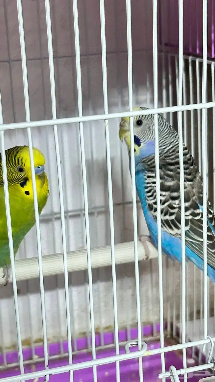 جوز بادجي للبيع مع القفص بدون بياضه 1