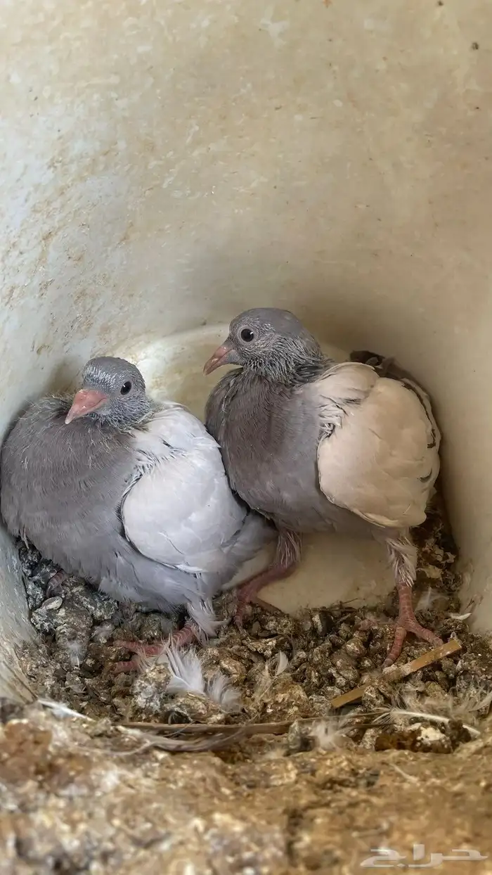 فروخ حمام فرنسي جامبو للبيع 5