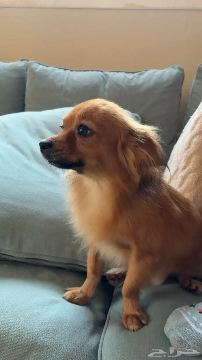 كلب للتبني 1