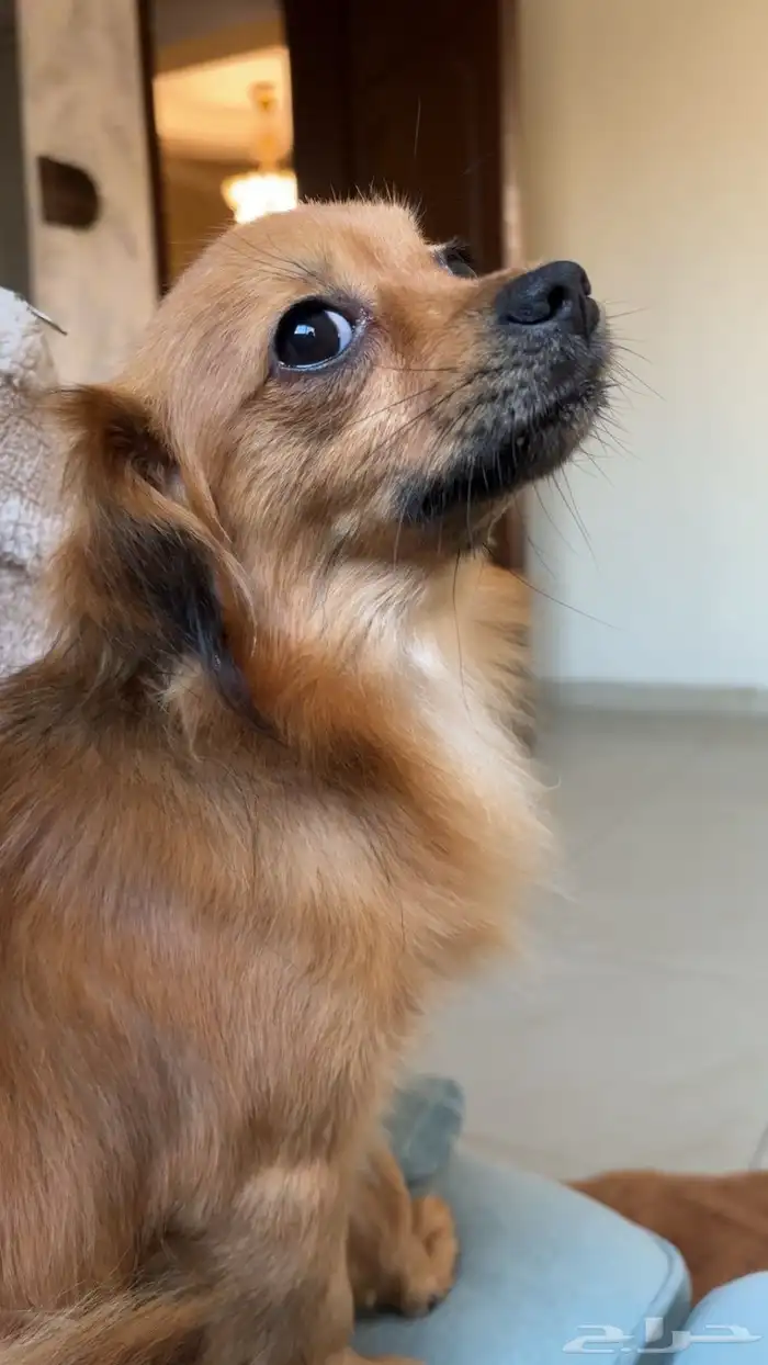 كلب للتبني 0