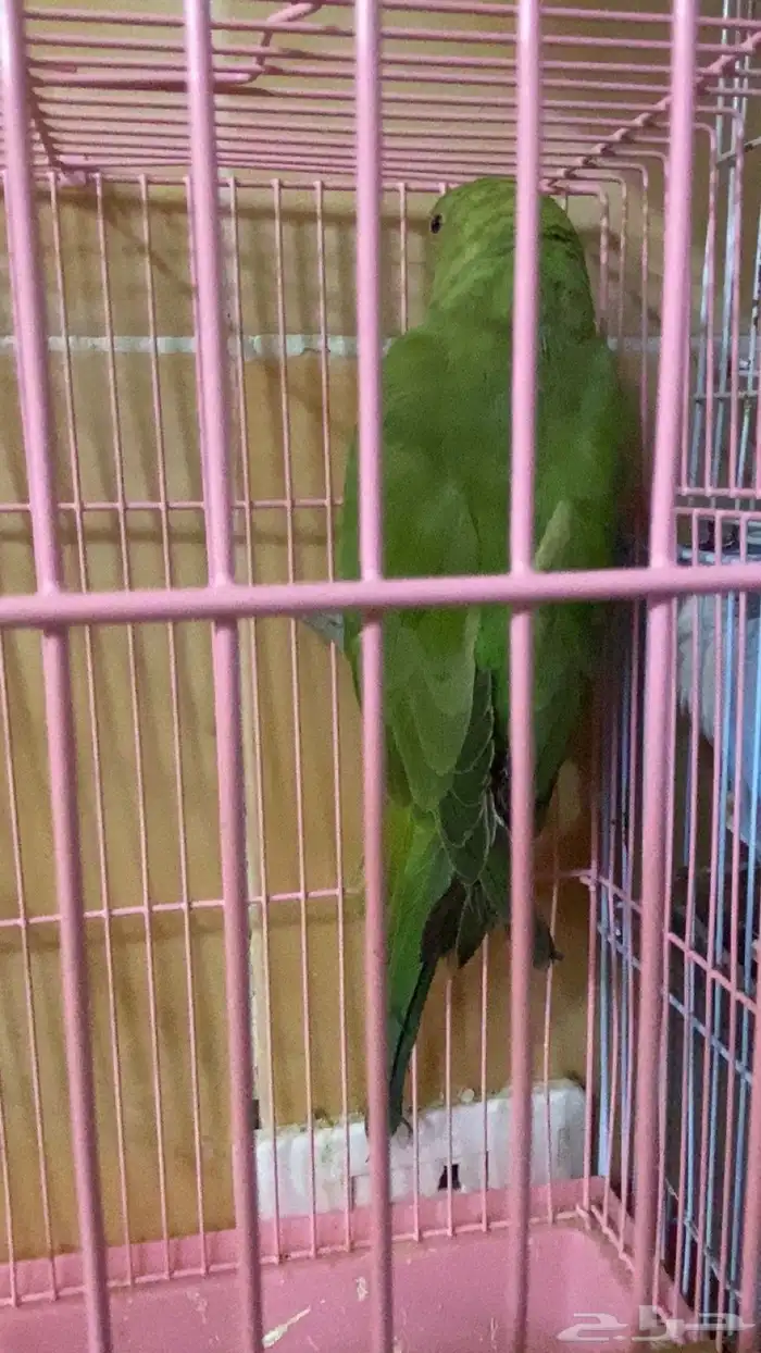 دره عمره سنه وفيشر للبيع على السوم مستعجل 1