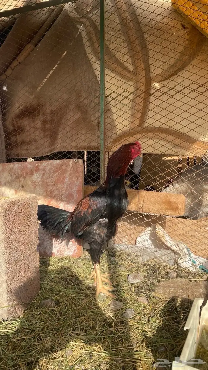 ديك باكستاني 0