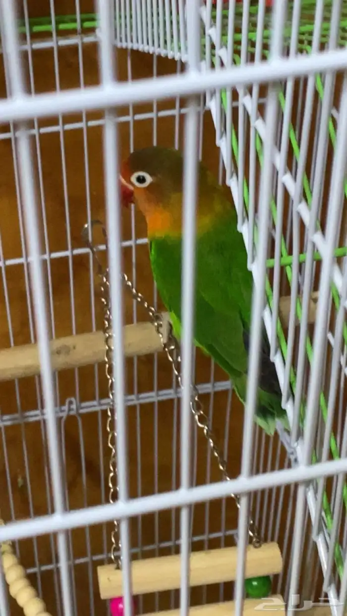 دره عمره سنه وفيشر للبيع على السوم مستعجل 0