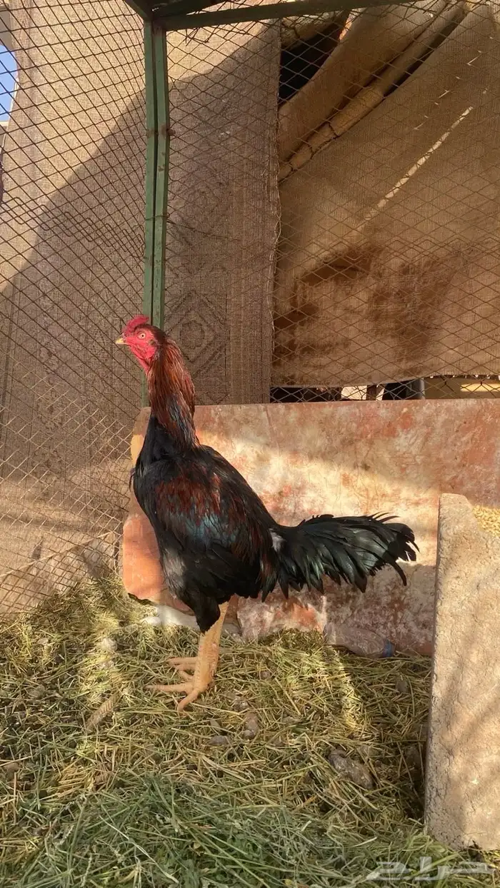 ديك باكستاني 1