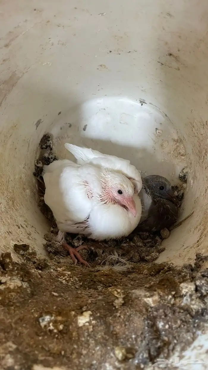 فروخ حمام فرنسي جامبو للبيع 4